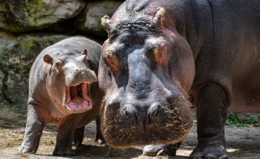Hipopotamët infektohen me coronavirus në një kopsht zoologjik të Belgjikës