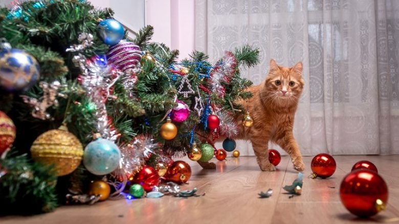 Një lëvizje e zgjuar do ta bëjë macen tuaj të qëndrojë larg pemës së Krishtlindjes