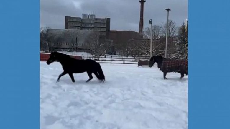 Kuajt shijojnë borën e freskët në Kanada