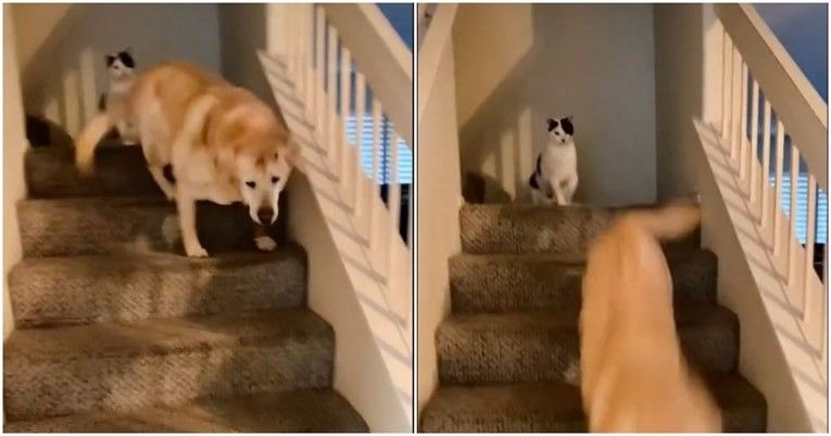 Video Of A Cat Pushing An Elderly Dog Down The Stairs Goes Viral Online