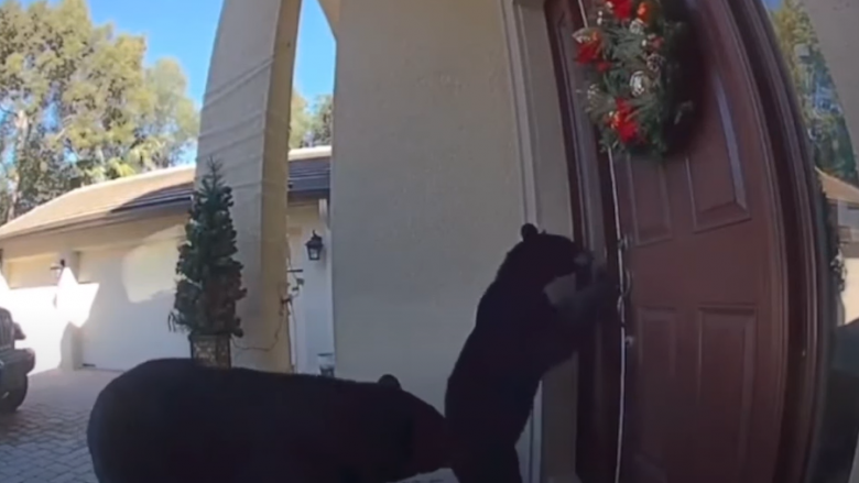 Pamjet kapin momentin e dy arinjve që tentojnë të hapin derën e një shtëpie në Florida