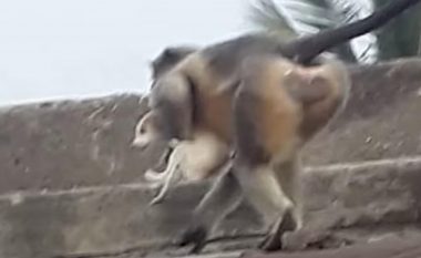 Në shenjë hakmarrje: Majmunët hedhin qentë e vegjël nga katet e ndërtesave në Indi, mbi 250 të ngordhur