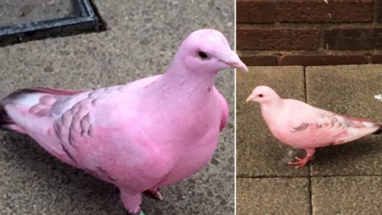 Një pëllumb ngjyrë rozë befason banorët e një qyteti në Angli