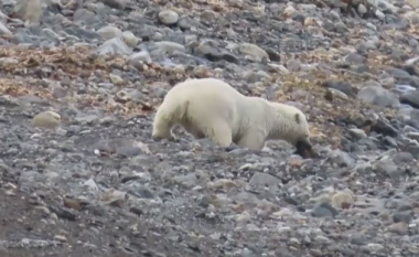 Ariu polar ha drerin, shkencëtarët thonë se është provë e ndryshimit të klimës