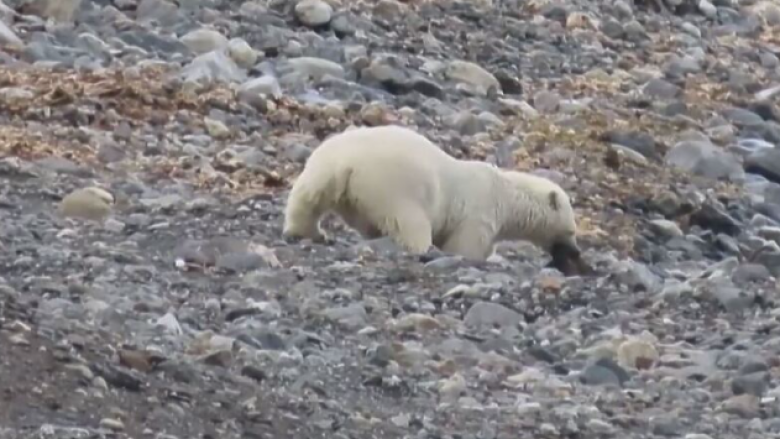 Ariu polar ha drerin, shkencëtarët thonë se është provë e ndryshimit të klimës