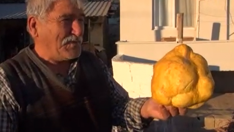 Limon me peshë prej 2.4 kilogramë është rritur në një kopsht në Turqi