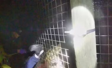 Polici vret tigrin që kishte “kapur” krahun e një punëtori të kopshtit zoologjik në Florida, i cili u përpoq ta ‘përkëdhelte dhe ushqente’