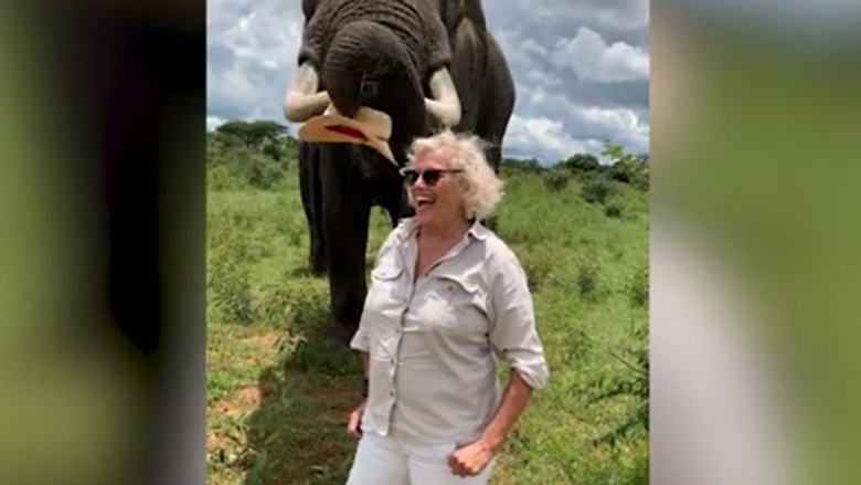 Momenti qesharak kur gruas i vidhet kapelja nga një elefant