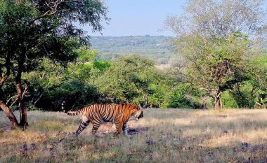 Samsung dhe Discovery kanë publikuar një dokumentar të shkurtër rreth tigrave të xhiruar me Galaxy S21 Ultra