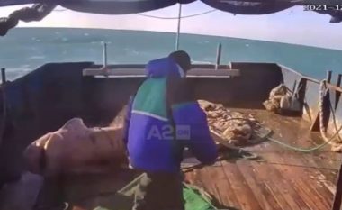 Kapet në Durrës një peshkaqen dem, frikësohen peshkatarët