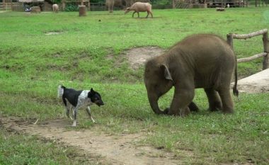 Elefanti u përpoq të bënte miqësi me qenin, shikoni si shkoi