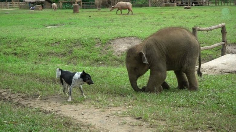 Elefanti u përpoq të bënte miqësi me qenin, shikoni si shkoi