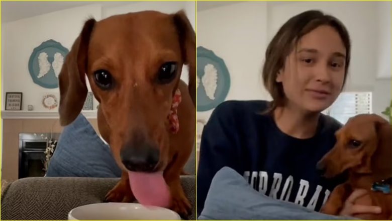 Pronarja vendosi kamerën për ta vërtetuar se ishte qeni i saj ai që po ia pinte kafenë, derisa jo largohej nga dhoma
