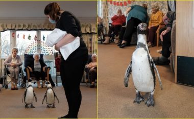 Pinguinët bëjnë një vizitë në një shtëpi të kujdesit në Angli, përpara vendosjes së rregullave të reja për vizitorët