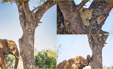 Leopardi detyrohet të ‘fshihet’ në një pemë pasi elefanti i zemëruar e përndjek atë nga tufa e tij