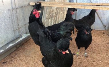 Blenë katër pula dhe një gjel që ishin të vjedhura – dy persona në Gjilan dënohen me nga tre muaj burgim