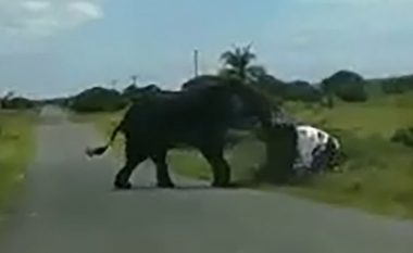 Elefanti rrokullis veturën brenda të cilës gjendej çifti me dy fëmijët e tyre, kalimtarët mundohen ta shpërqendrojnë duke i rënë borisë