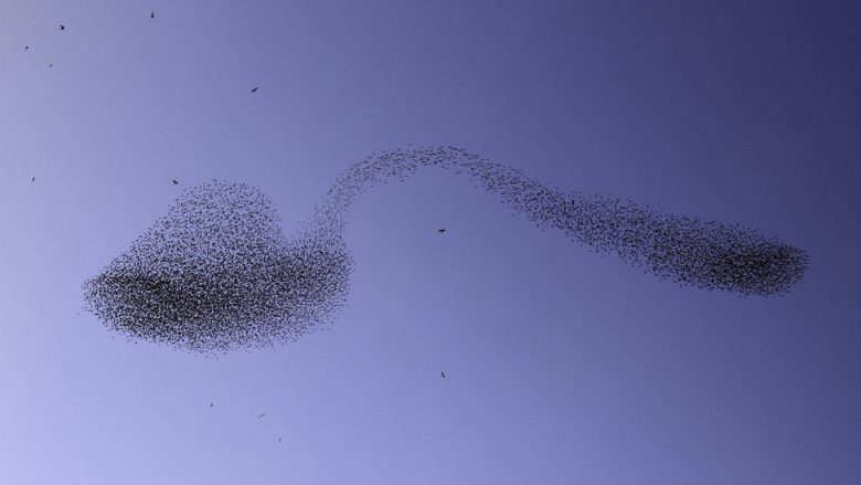 Fotografi izraelit kap momentin unik – shpendët grupohen, formohet imazhi i lugës