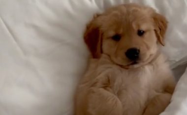 Golden Retriever nuk dëshiron të largohet nga shtrati i ngrohtë