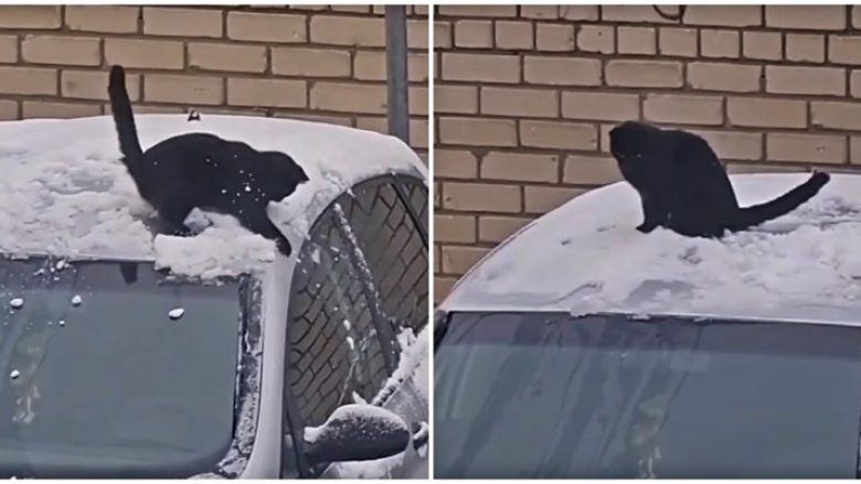Macja “shkrihet” pas dëborës, shikoni si argëtohet