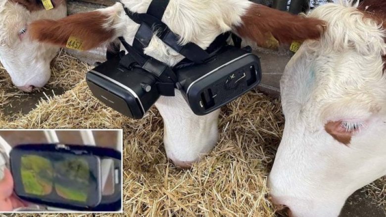 Fermeri turk po i vendos lopëve kufje VR duke i bërë të mendojnë se gjenden në livadh – sipas tij kjo ka ndikuar në rritjen e ‘prodhimit’ të qumështit