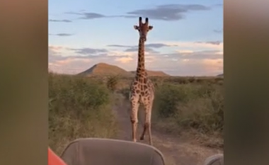 Momenti kur gjirafa ndoqi automjetin e entuziastëve të safarit në Afrikën e Jugut