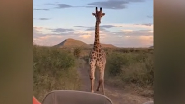 Momenti kur gjirafa ndoqi automjetin e entuziastëve të safarit në Afrikën e Jugut