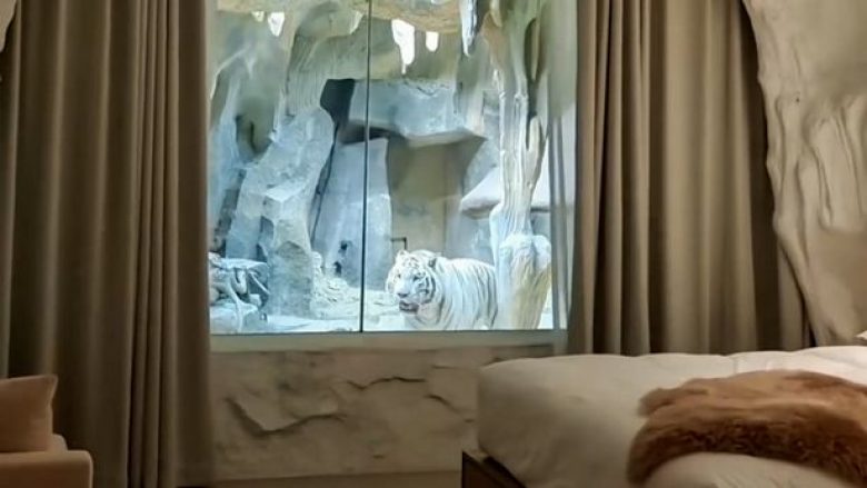 A do të guxonit? Hoteli në Kinë ofron dhomën që ju ndan me një xham nga tigri masiv i bardhë