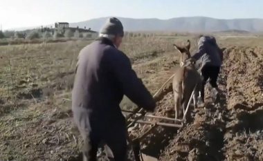 Shqipëri, fermerët iu kthehen mjeteve primitive për të punuar tokën