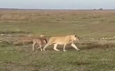 Kur dashuria e nënës është më e fortë se instinktet grabitqare: Pamje të pabesueshme, luanesha kujdeset për një të vogël të një antilope afrikane