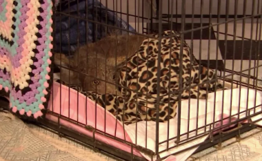 Një grua nga Pensilvania shpëtoi një kafshë të ‘frikësuar’ – askush nuk e di se çfarë është ajo!