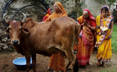 Lopët, kafshë të shenjta për shekuj te indianët – sot ndër problemet kryesore të Indisë