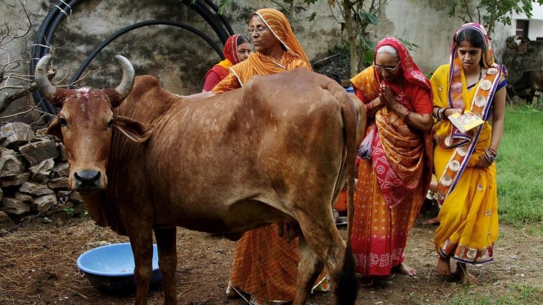 Lopët, kafshë të shenjta për shekuj te indianët – sot ndër problemet kryesore të Indisë