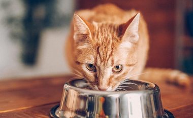 Sipas një studimi, ka mundësi që jeni duke i ushqyer macet tuaja gabimisht
