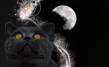 Thuhet se sjell ters kur të ndërpret rrugën, por çfarë simbolizon macja e zezë në ëndërr?