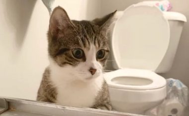 Kur pa pronarin duke u larë, macja menjëherë u kujdes që ai mos të mbytet në vaskë
