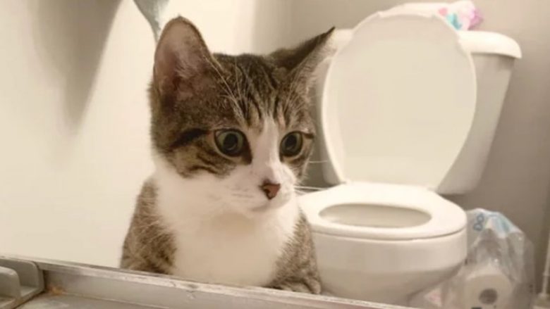 Kur pa pronarin duke u larë, macja menjëherë u kujdes që ai mos të mbytet në vaskë