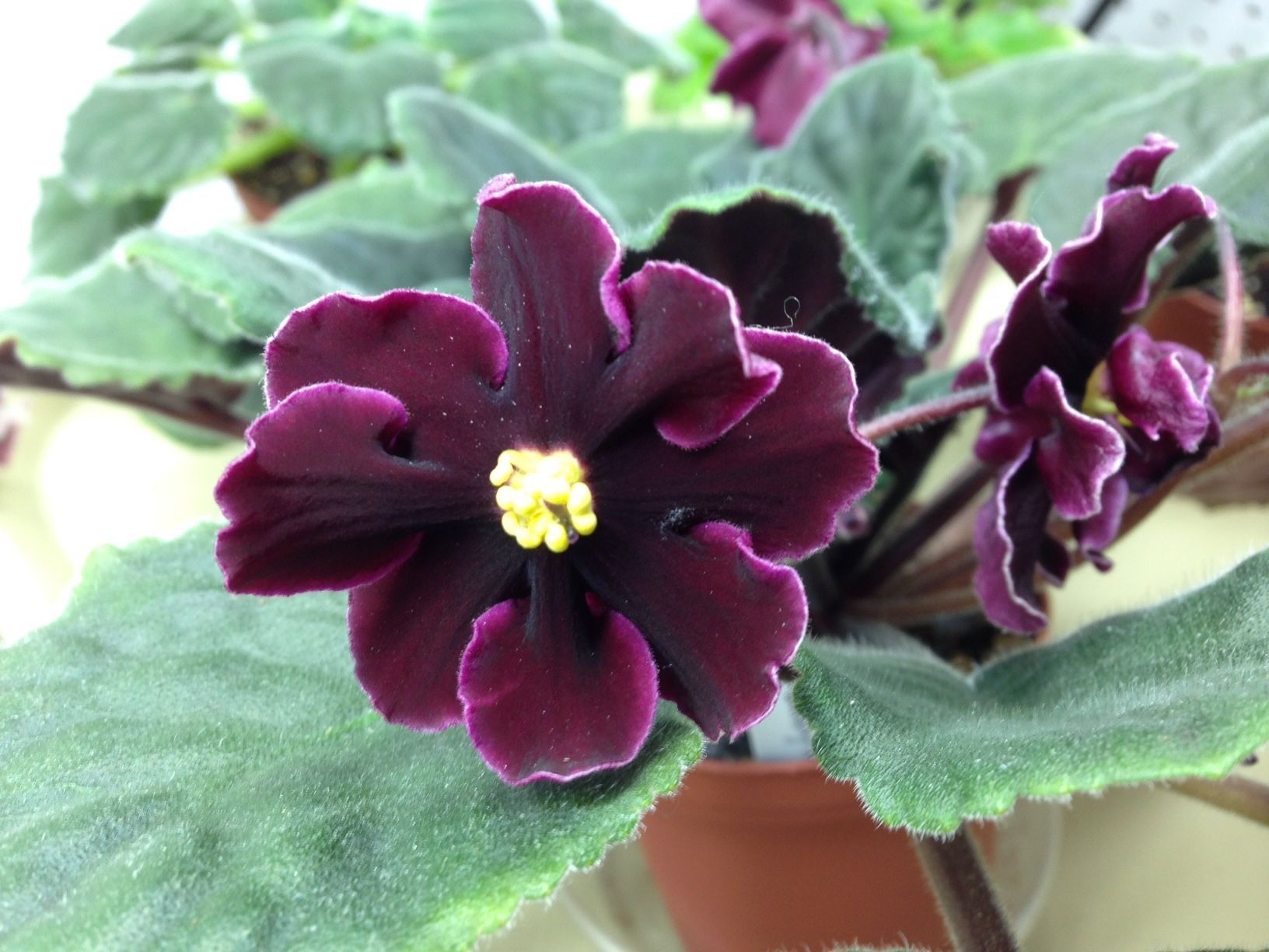 How to Grow African Violet in Winter Tips for Caring for Your Favorite