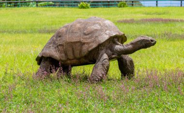 Njihuni me Jonathanin 190-vjeçar, breshka më e vjetër në botë