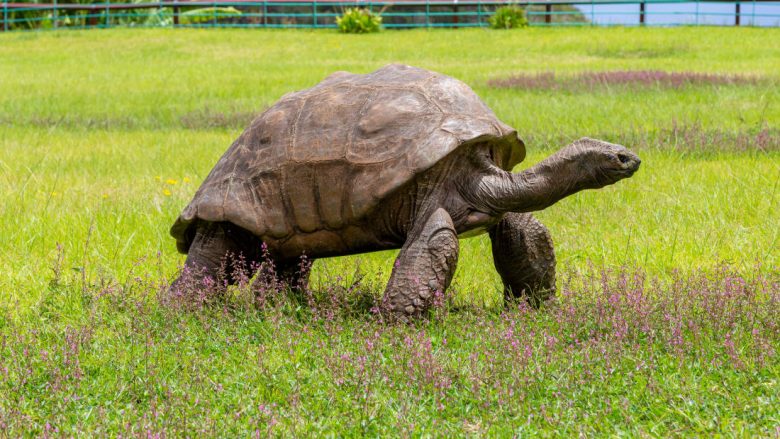 Njihuni me Jonathanin 190-vjeçar, breshka më e vjetër në botë