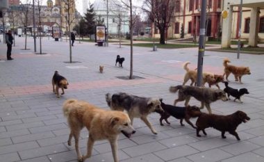 Qentë endacak vazhdojnë të rrezikojnë qytetarët edhe në qendër të Prishtinës