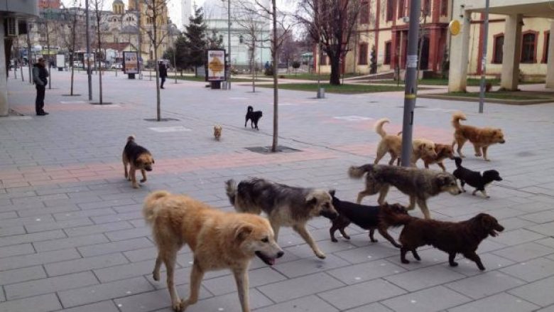 Qentë endacak vazhdojnë të rrezikojnë qytetarët edhe në qendër të Prishtinës