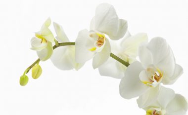 Orkidea cilësohet si një nga bimët më të mira të shtëpisë për të përmirësuar humorin