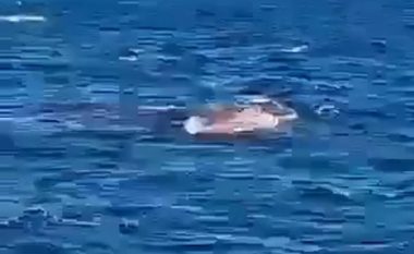 Peshkaqeni 4,5 metra copëton notuesin në plazhin e Sydney, dëshmitarët filmuan momentin rrëqethës