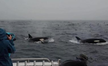 Shkencëtarët për herë të parë filmojnë orkat duke mbytur balenën e kaltër