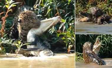 Beteja e ashpër mes jaguarit dhe krokodilit, “macja e madhe” nuk i jep mundësi të mbrohet reptilit