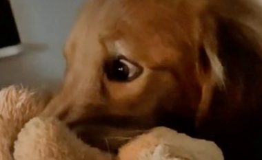 Golden Retriever u bë hit për shkak të reagimit ndaj serialit Ozark