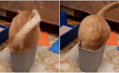 Macja përpiqet të ulet në një kuti që është shumë e vogël – pamjet bëhen virale në internet