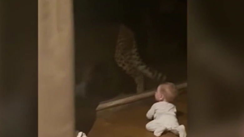 Leopardi përplaset te xhami në momentin kur tenton ta sulmojë foshnjën shtatëmuajshe