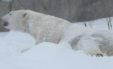 Ariu polar në kopshtin zoologjik pranë Çikagos shijon ditën me dëborë